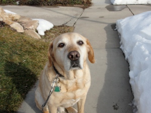 George a yellow Labrador retriever on February 8, 2013.
