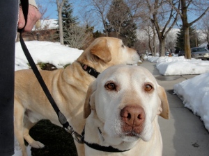 Grace (with George behind) a yellow Labrador retriever on February 8,  2013.