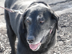 Lily, elderly black Labrador retriever on February 7, 2013.