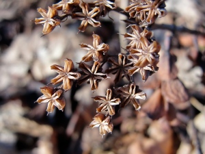 Seed pods, possibly some kind of succulent, on 2/7/13.