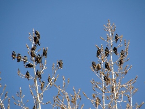Starlings on February 7, 2013.