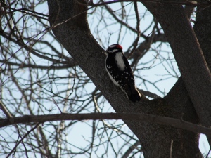 Downey woodpecker on February 7, 2013.