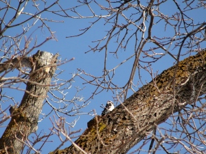 Downey woodpecker on February 7, 2013.